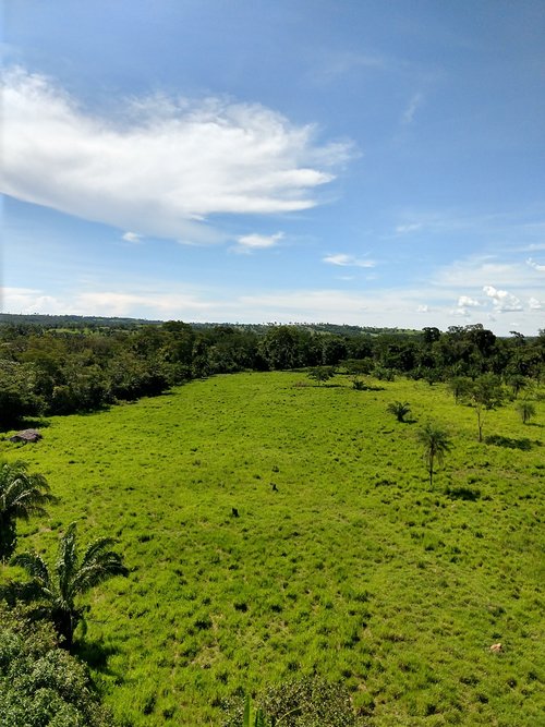 nature  forest  landscape