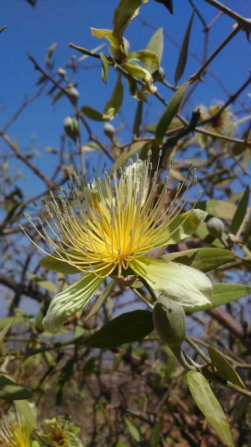 nature  flower  summer