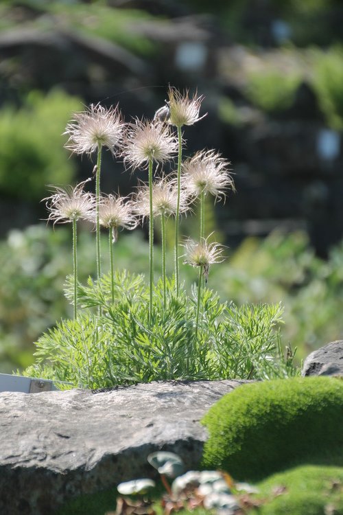 nature  botany  garden