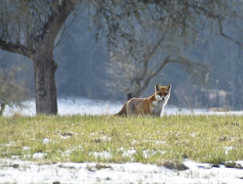 nature  fuchs  mammal