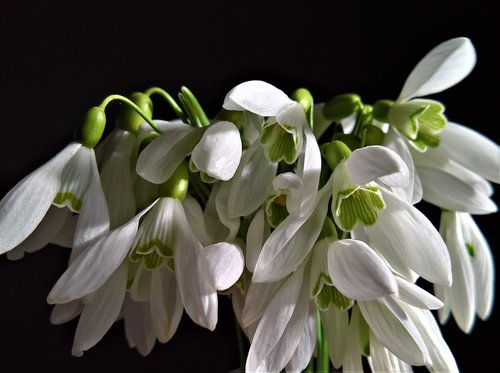 nature  seasons  snowdrops