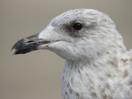 nature  bird  fauna