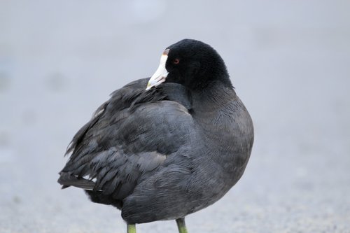 nature  bird  waterfowl