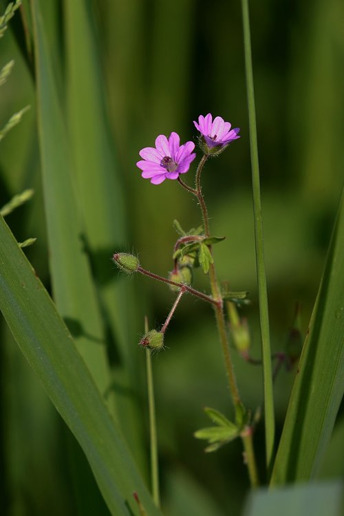 nature  flowers  spring