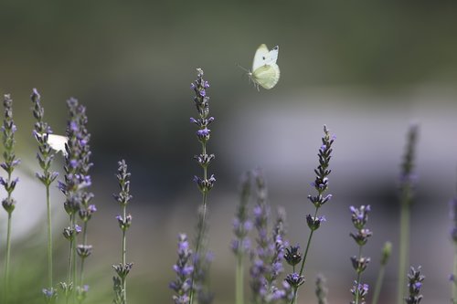 nature  butterfly  lavender