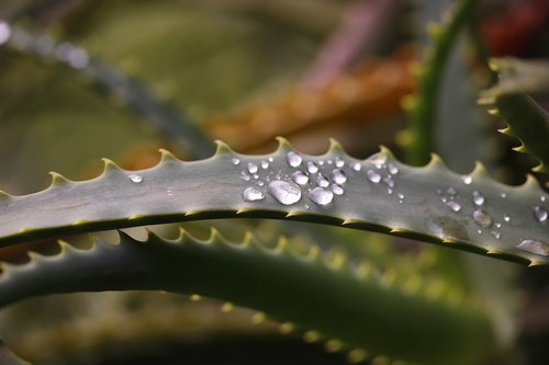 nature  drops  leaf