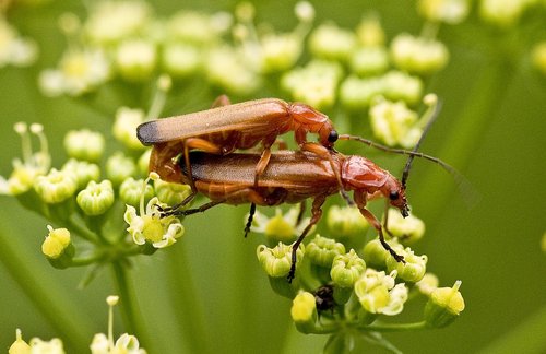 nature  insect  close up