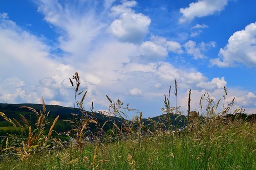 nature  grasses  clouds