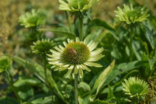 nature  flower  plant