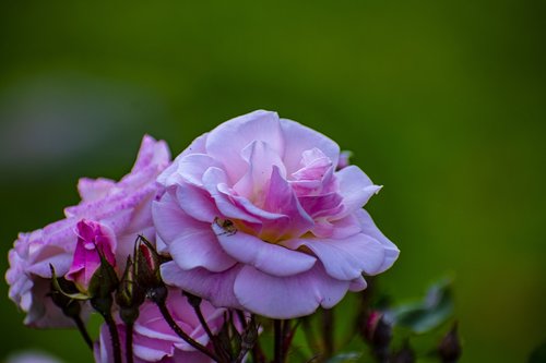 nature  flower  spring