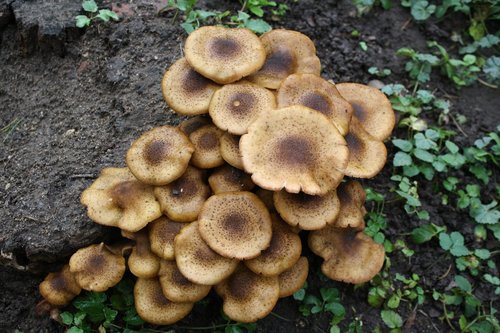 nature  mushrooms  plant