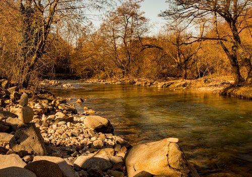 nature  forest  mood