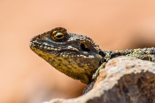 nature  reptile  lizard