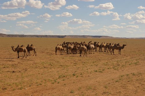 nature  camel  desert