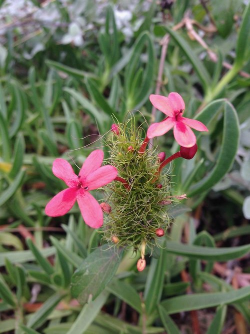 nature  flowers  beauty