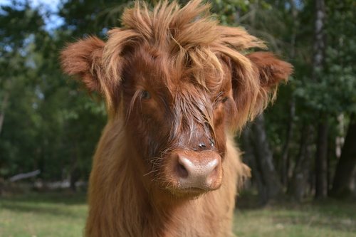 nature  cow  animal