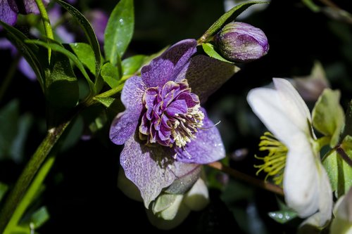 nature  flowers  night