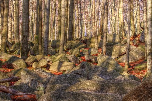 nature  forest  trees