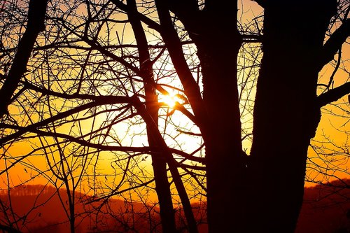 nature  sun  trees