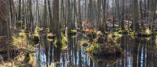 nature  swamp  landscape