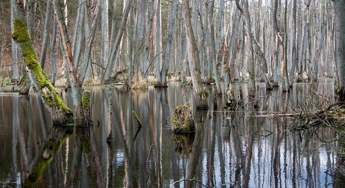 nature  swamp  landscape