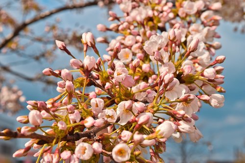 nature  cherry blossom  spring