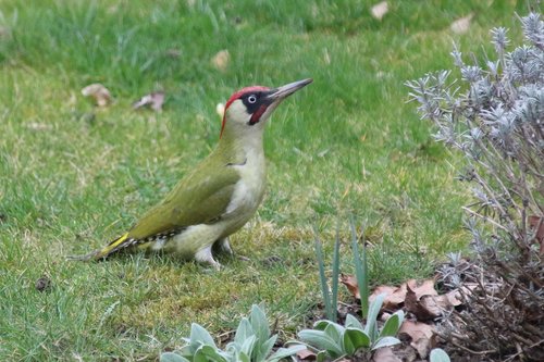 nature  bird  woodpecker