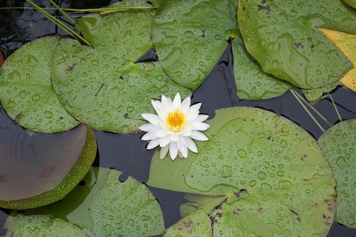 nature  peaceful  flower