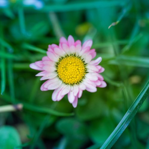 nature  pink  daisy
