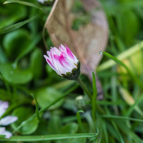 nature  pink  green