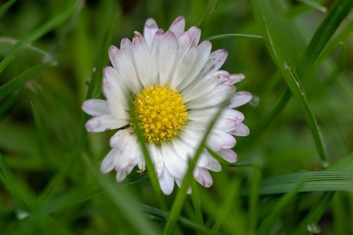 nature  pink  plant