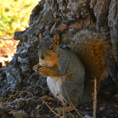 nature  animal  squirrel