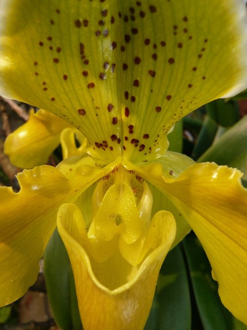 nature  orchid  yellow