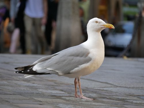nature  animal world  seagull
