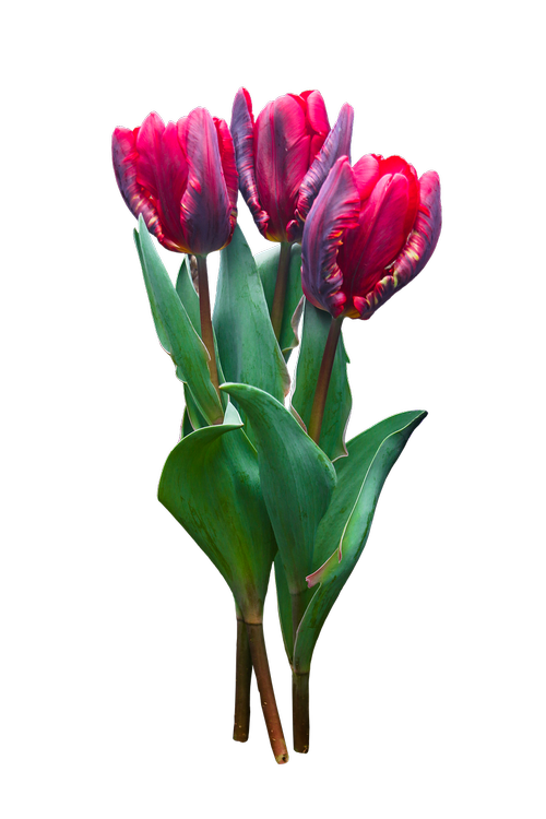 nature  flower  tulip