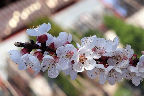 nature  spring  branch