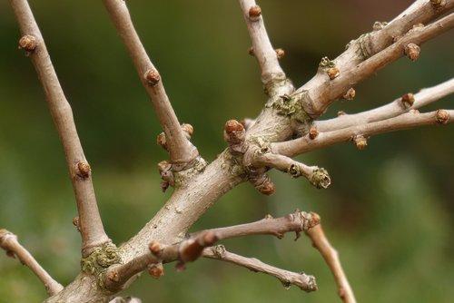 nature  forest  tree