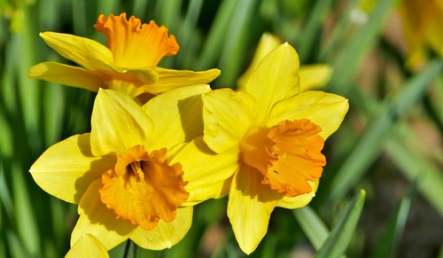 nature  flowers  daffodils