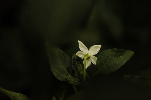 nature  flowers  plant