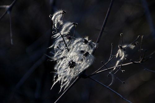 nature  spring  sun