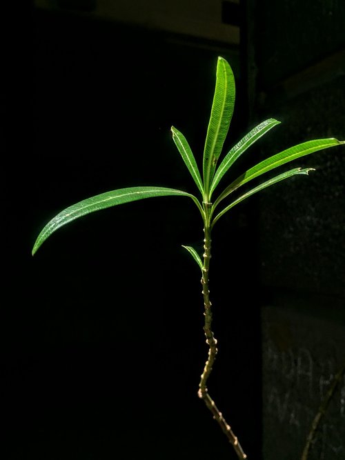 nature  plant  green