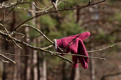 nature  glove  tree