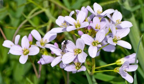 nature  forest  wild flowers