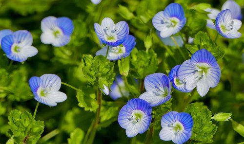 nature  forest  flowers