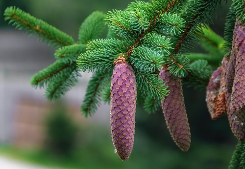 nature  plant  fir tree