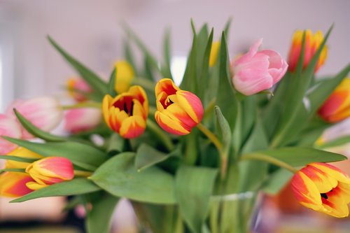 nature  flowers  tulips