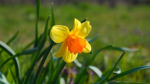 nature  plant  flowering