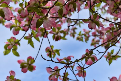 nature  branch  tree