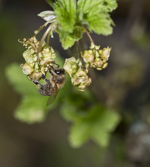 nature  bees  honey bee
