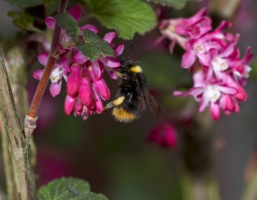 nature  hummel  pollination